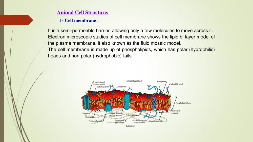 animal cell structure 1 cell membrane