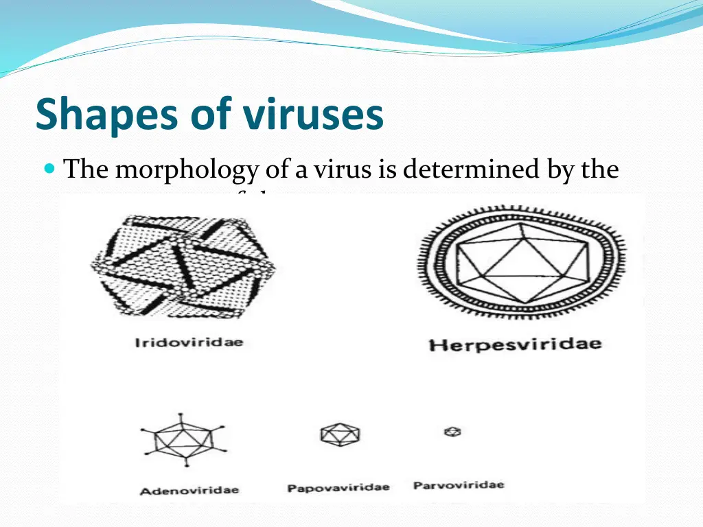 shapes of viruses