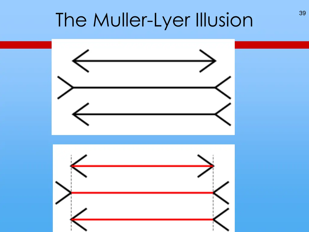 the muller lyer illusion 1