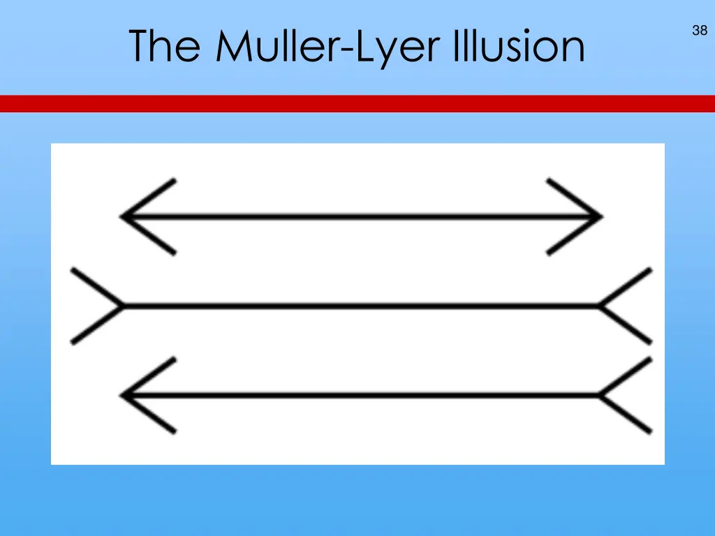 the muller lyer illusion