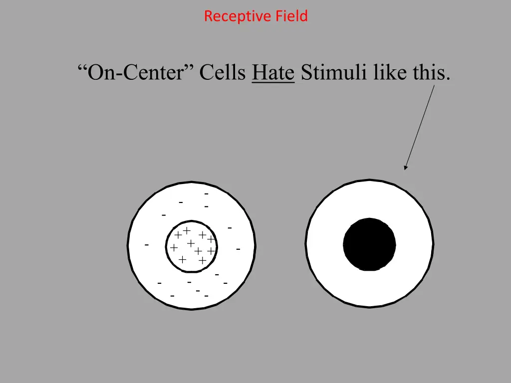 receptive field 1