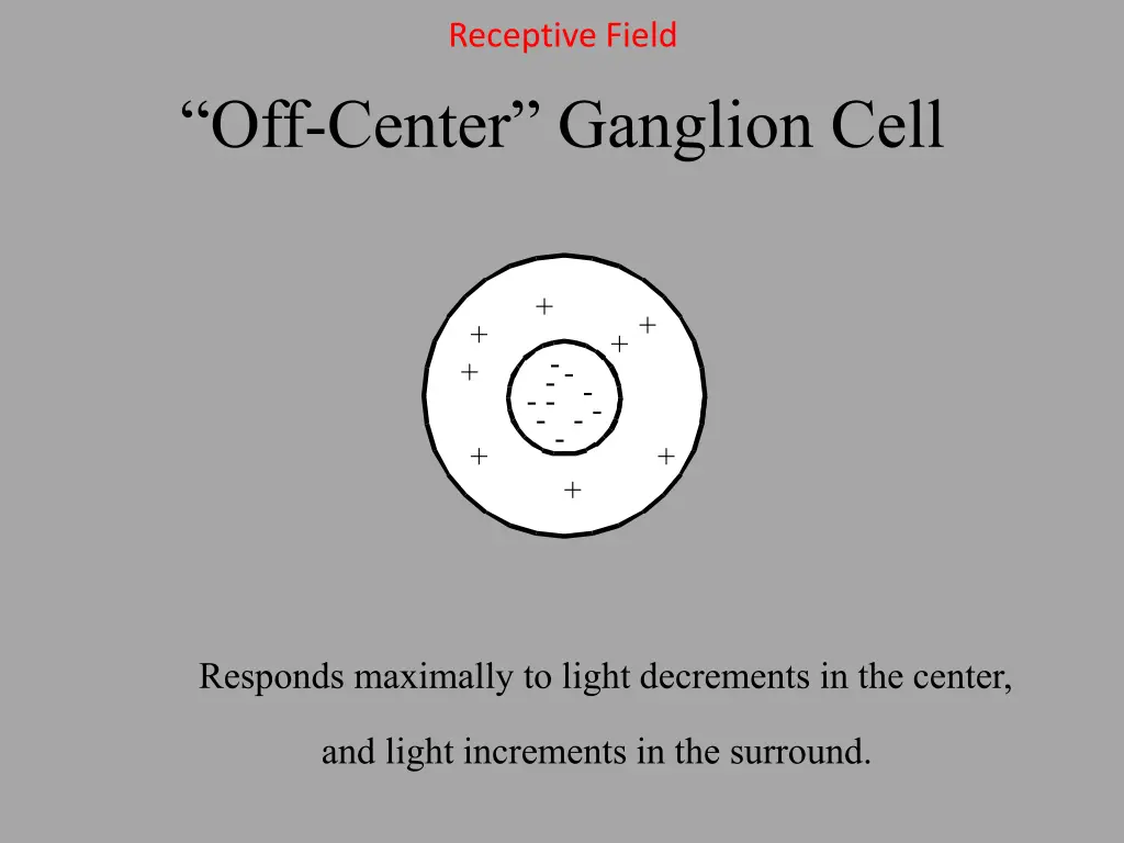 receptive field 2
