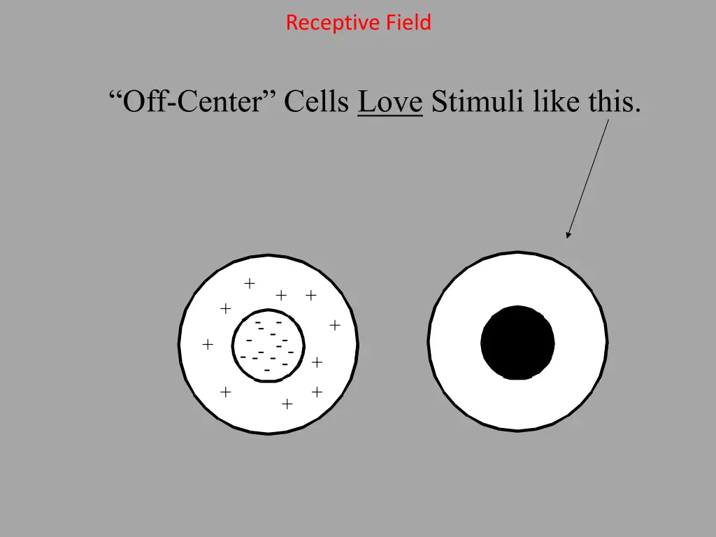 receptive field 3