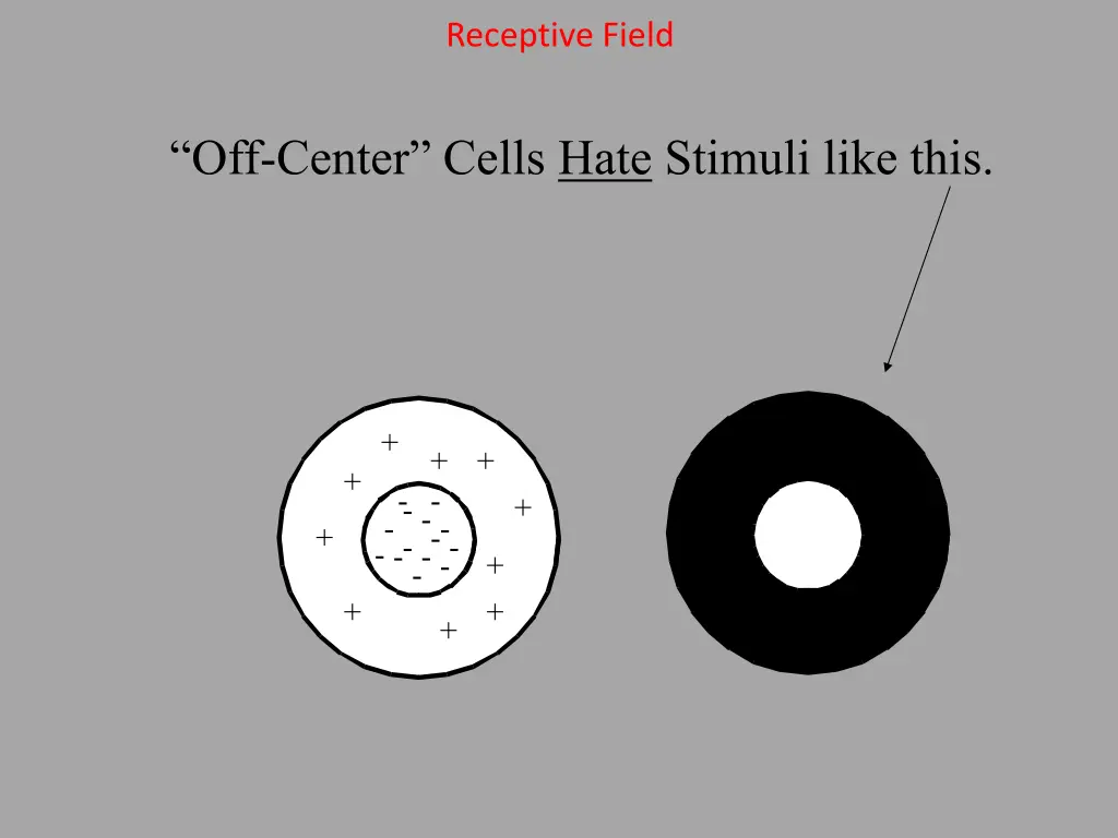 receptive field 4