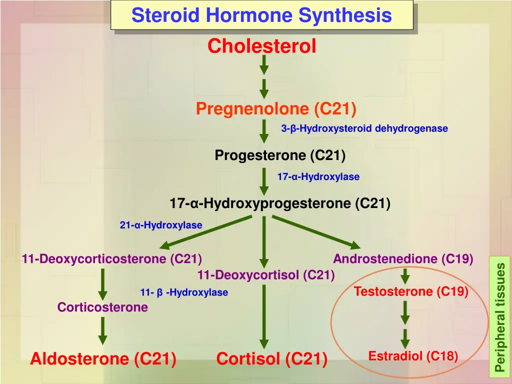 steroid hormone synthesis cholesterol
