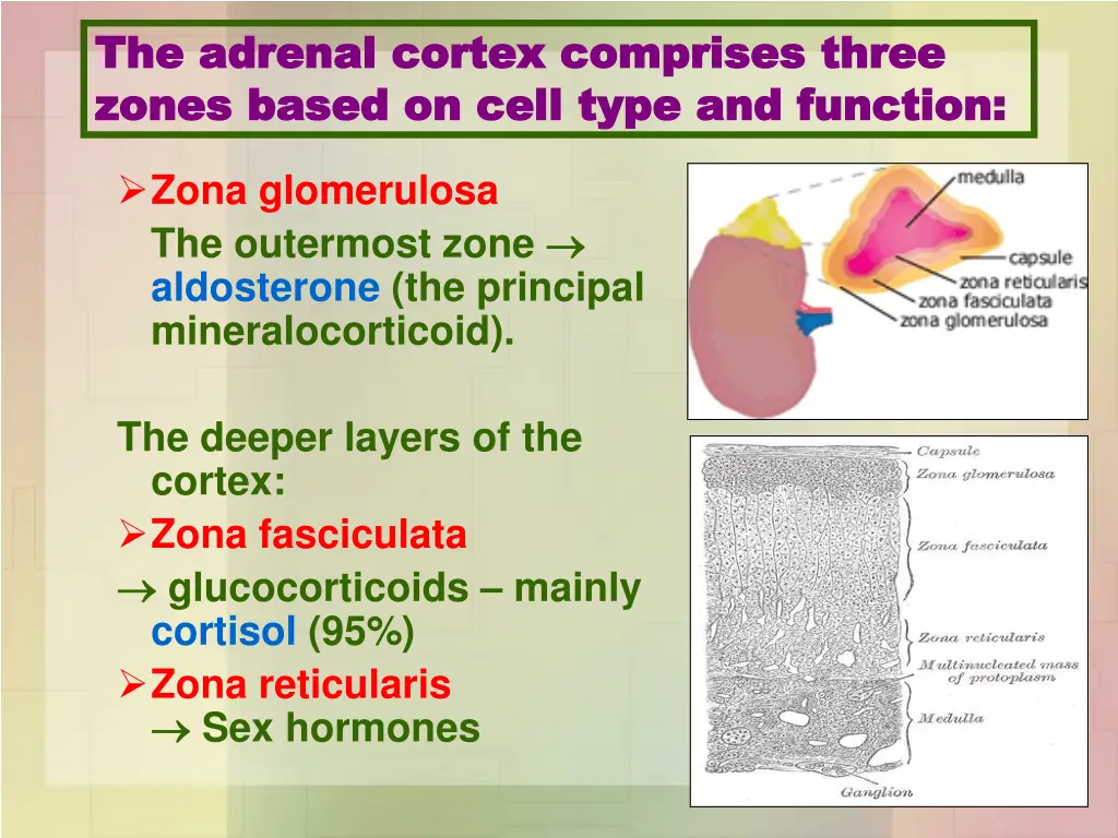 the adrenal cortex comprises three the adrenal