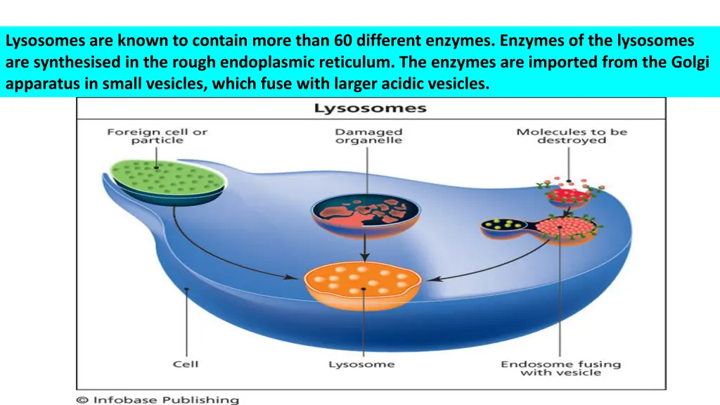 lysosomes are known to contain more than