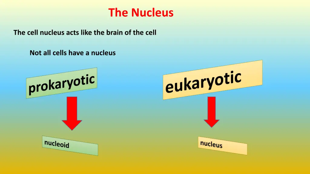 the nucleus