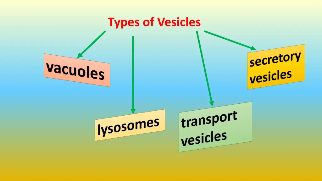 types of vesicles