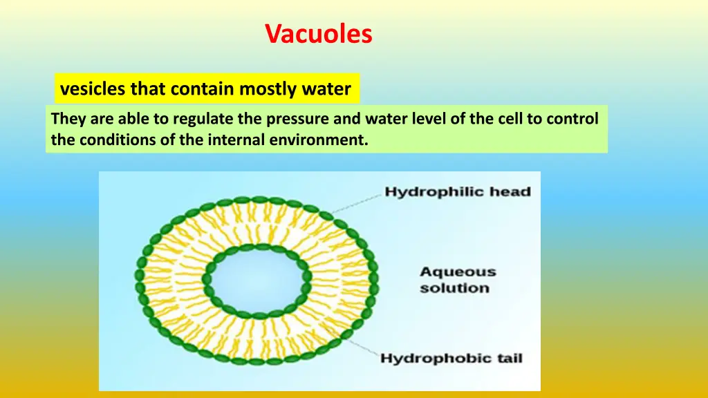 vacuoles