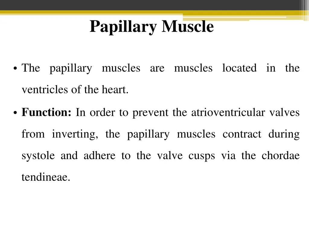 papillary muscle