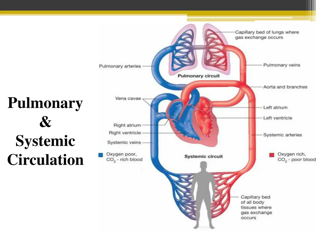 pulmonary systemic circulation