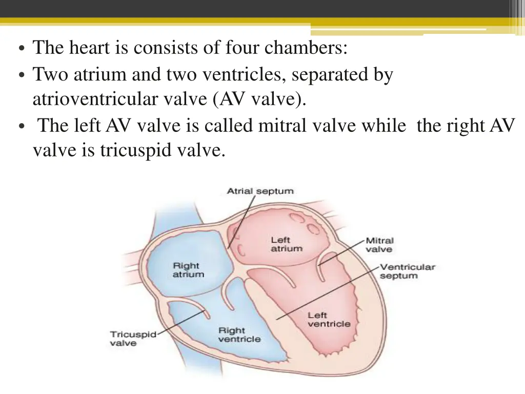 the heart is consists of four chambers two atrium
