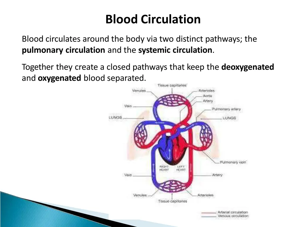 blood circulation