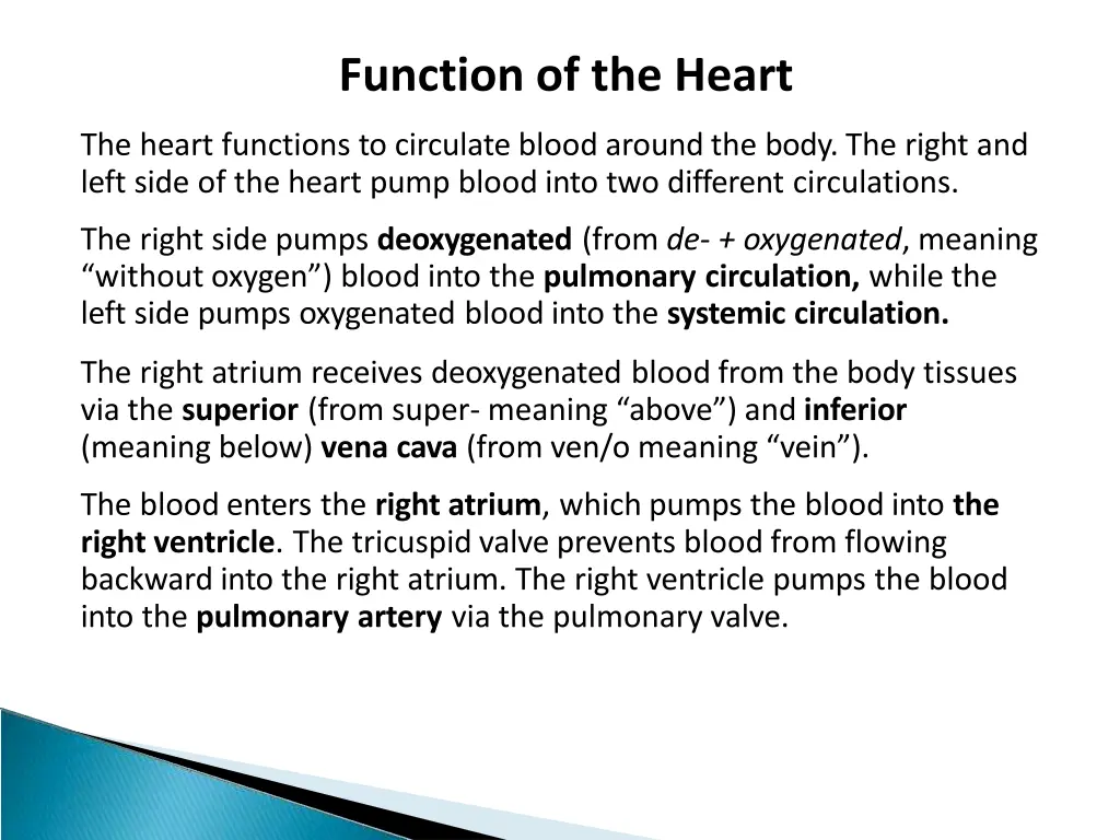 function of the heart