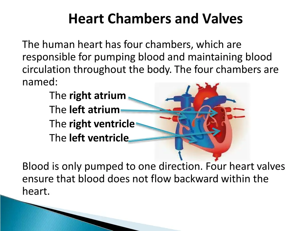 heart chambers and valves