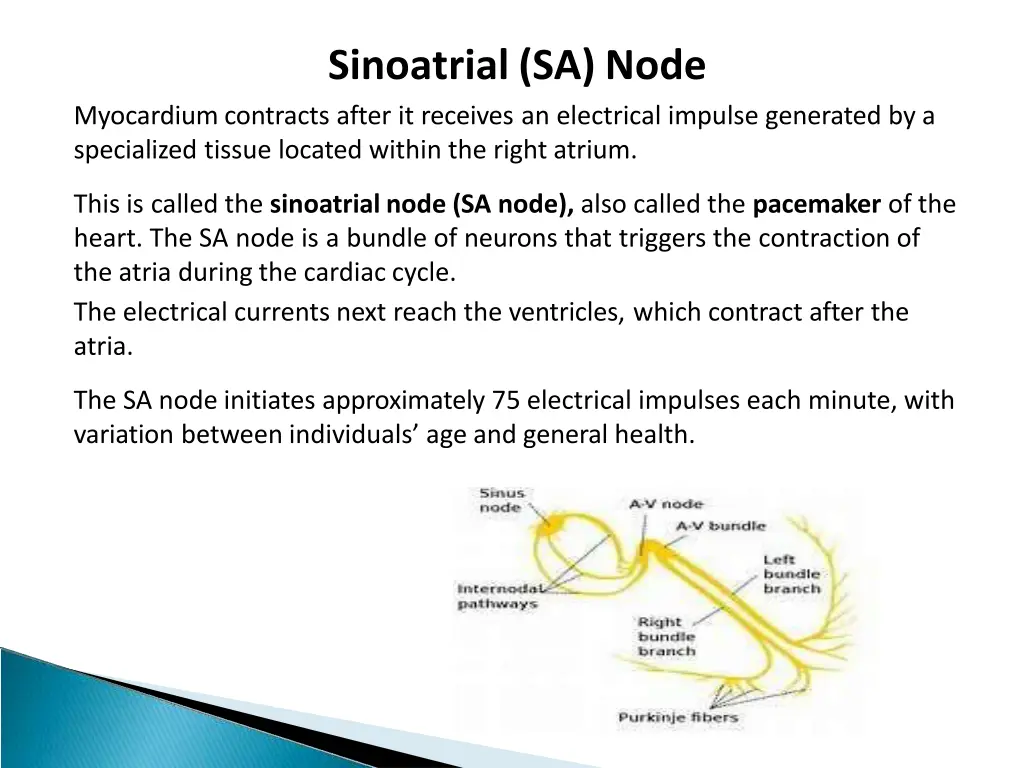 sinoatrial sa node