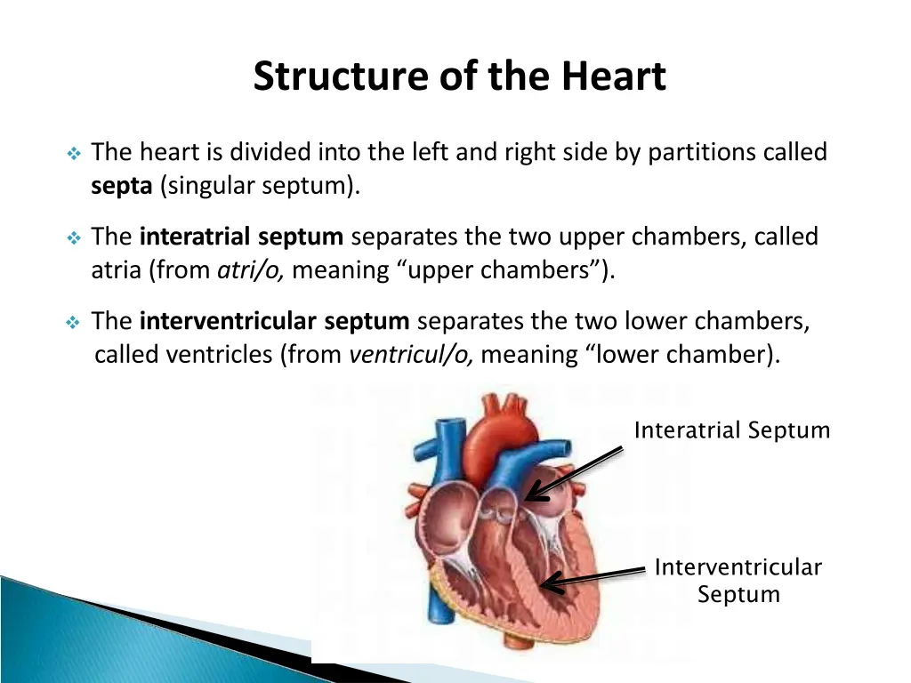 structure of the heart