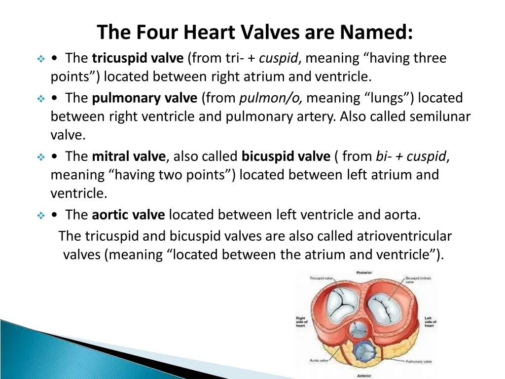 the four heart valves are named