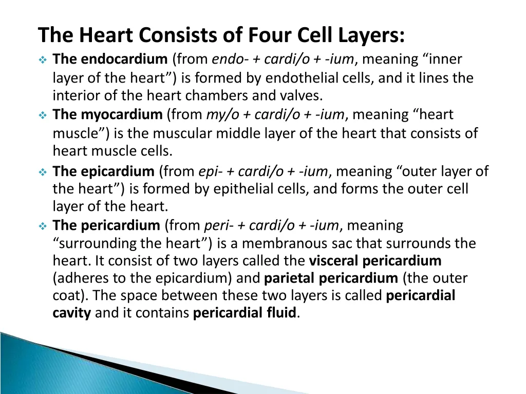 the heart consists of four cell layers
