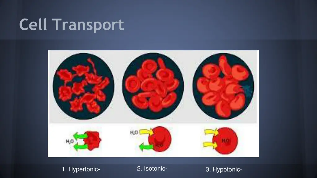 cell transport 1