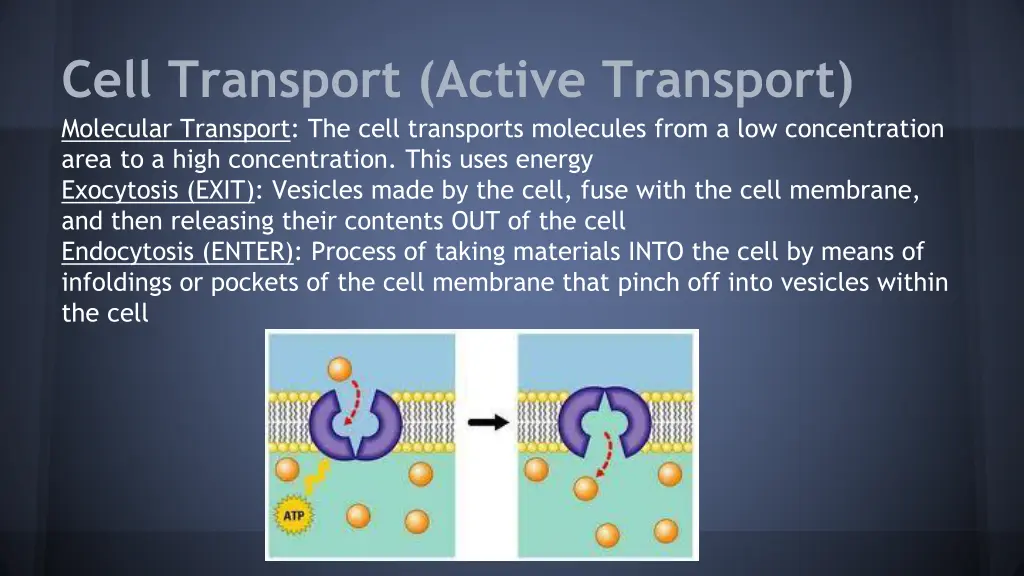 cell transport active transport