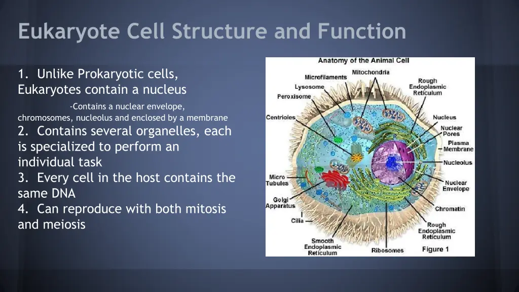 eukaryote cell structure and function