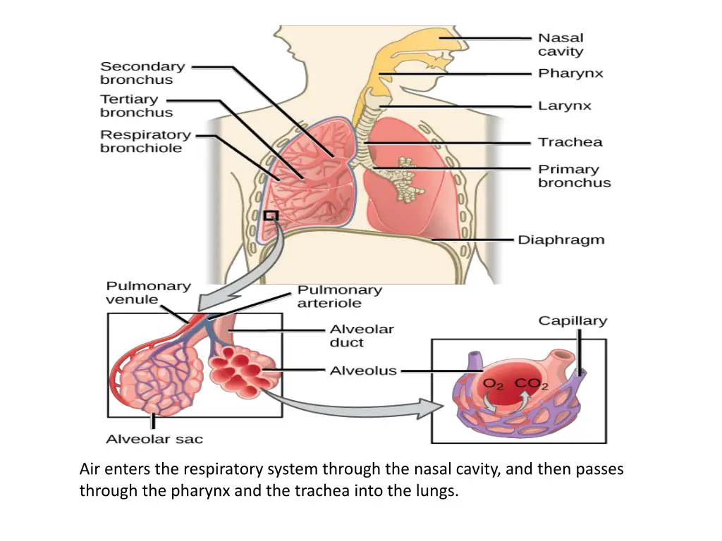 air enters the respiratory system through
