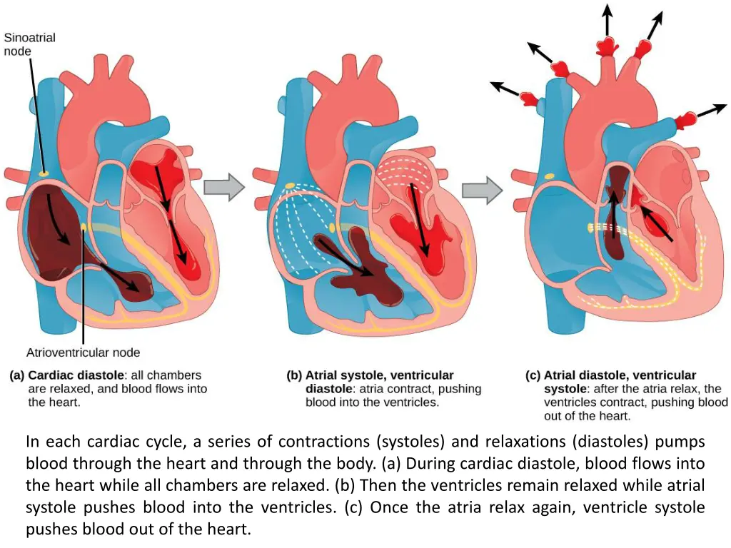 in each cardiac cycle a series of contractions