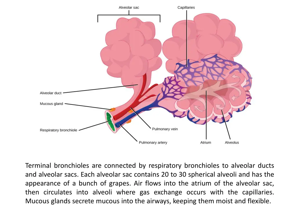 terminal bronchioles are connected by respiratory