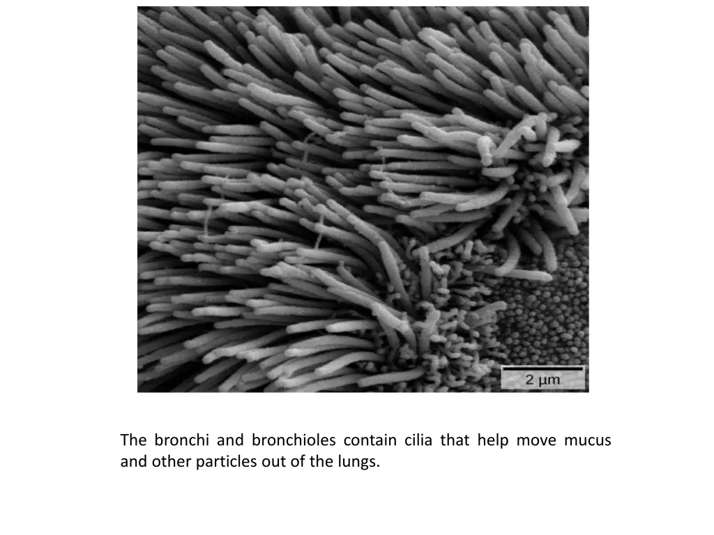 the bronchi and bronchioles contain cilia that