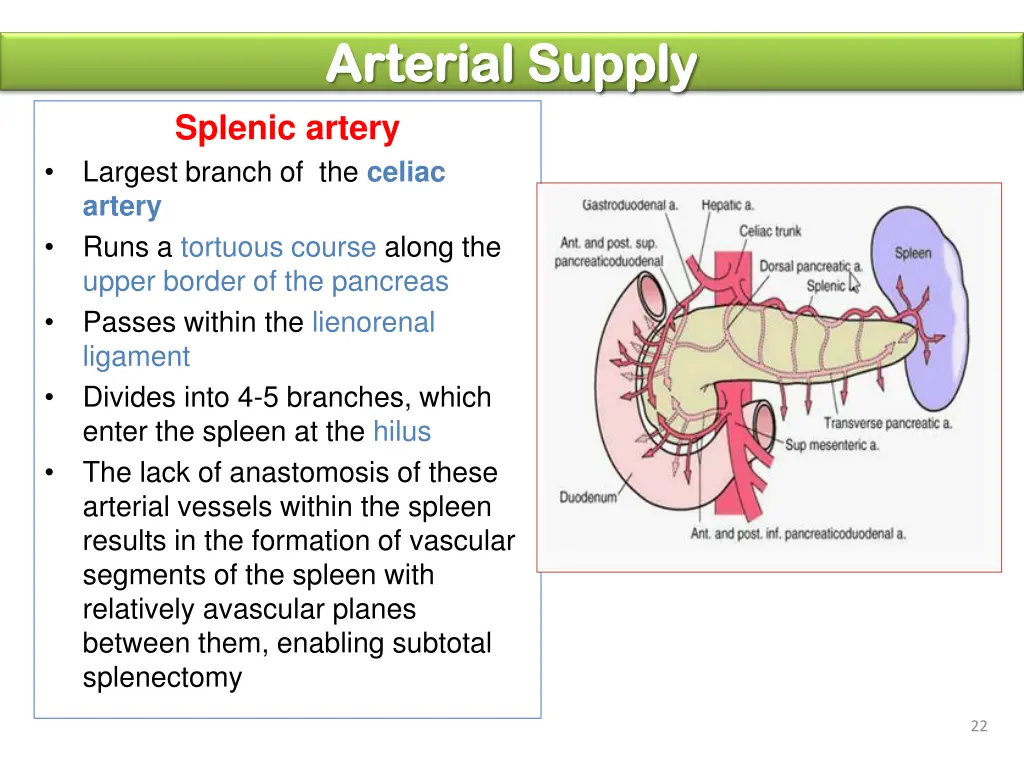 arterial supply arterial supply splenic artery