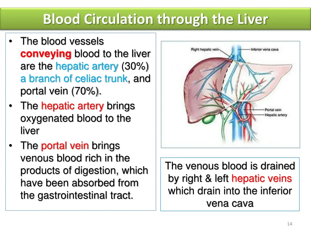 blood circulation through the liver