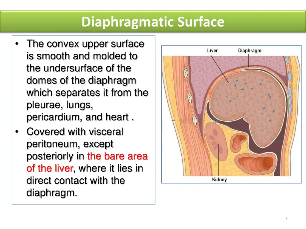 diaphragmatic surface