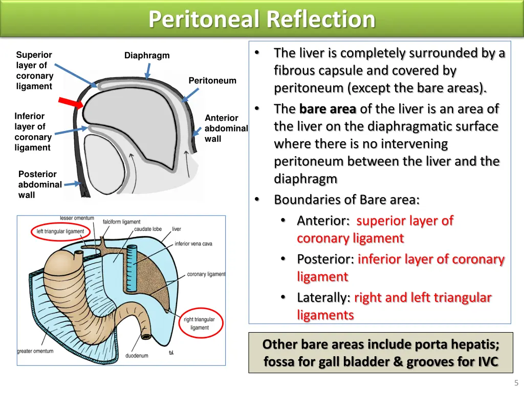 peritoneal reflection