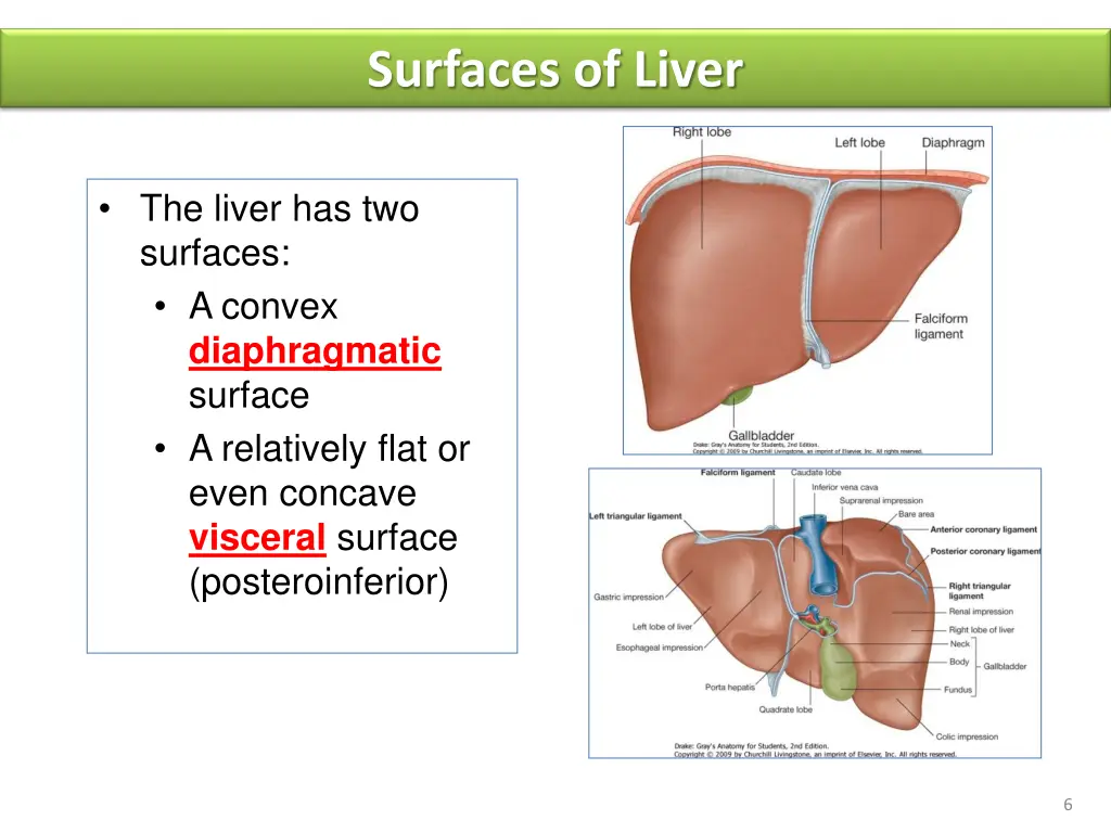 surfaces of liver