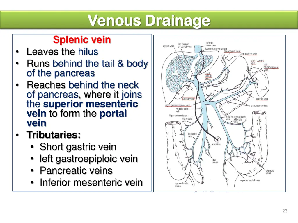 venous drainage venous drainage splenic vein