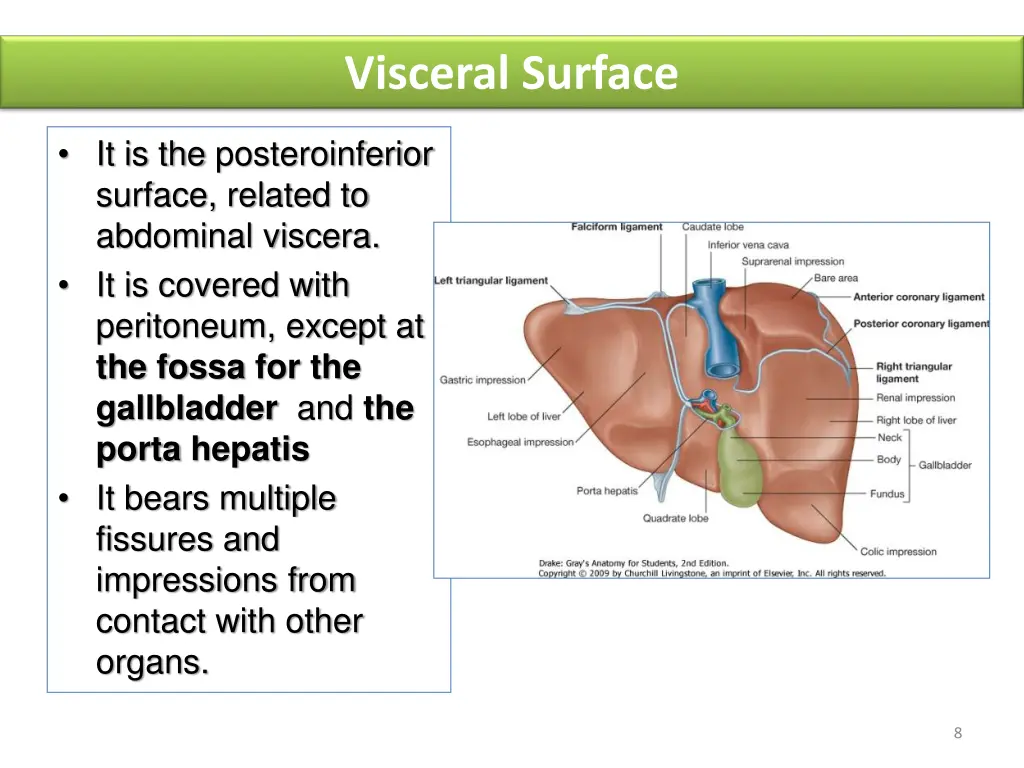 visceral surface