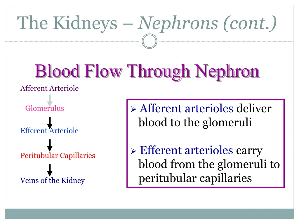 the kidneys nephrons cont
