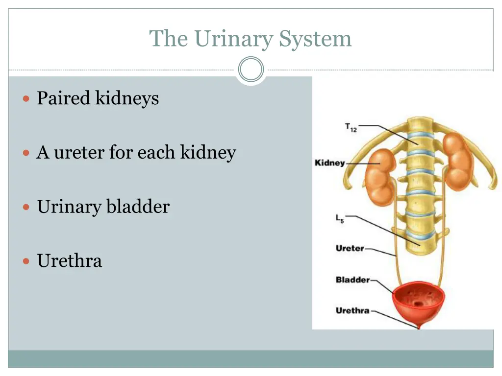 the urinary system