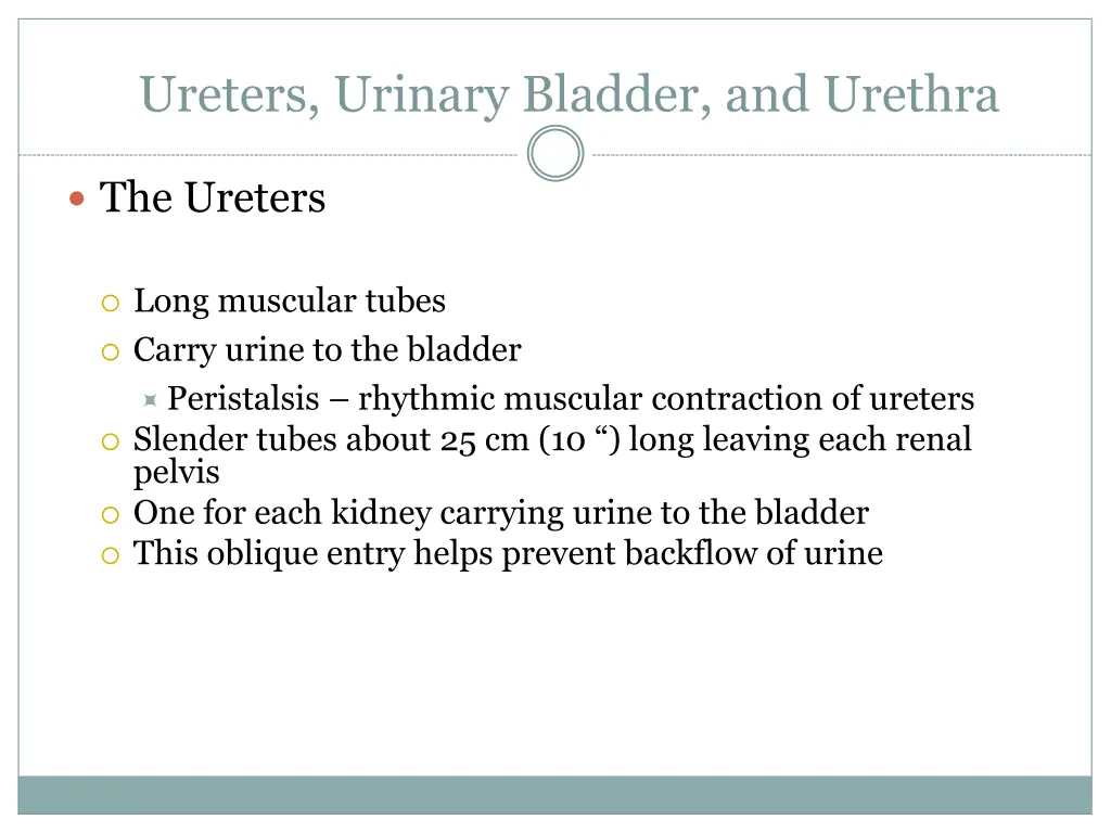 ureters urinary bladder and urethra