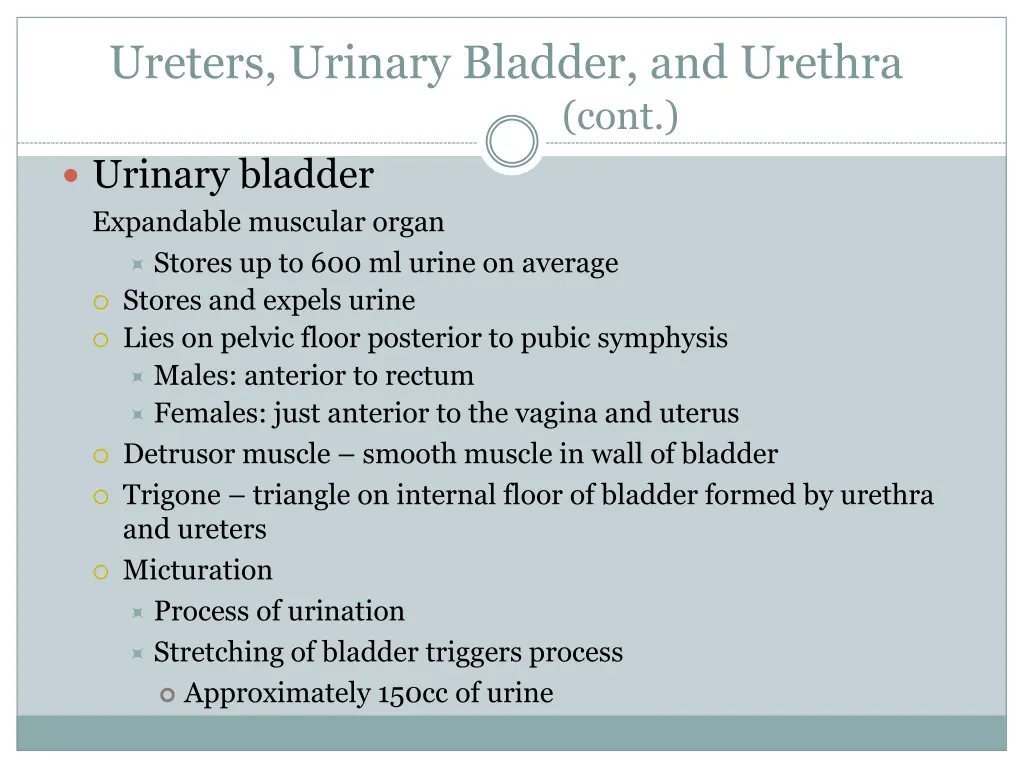 ureters urinary bladder and urethra urinary