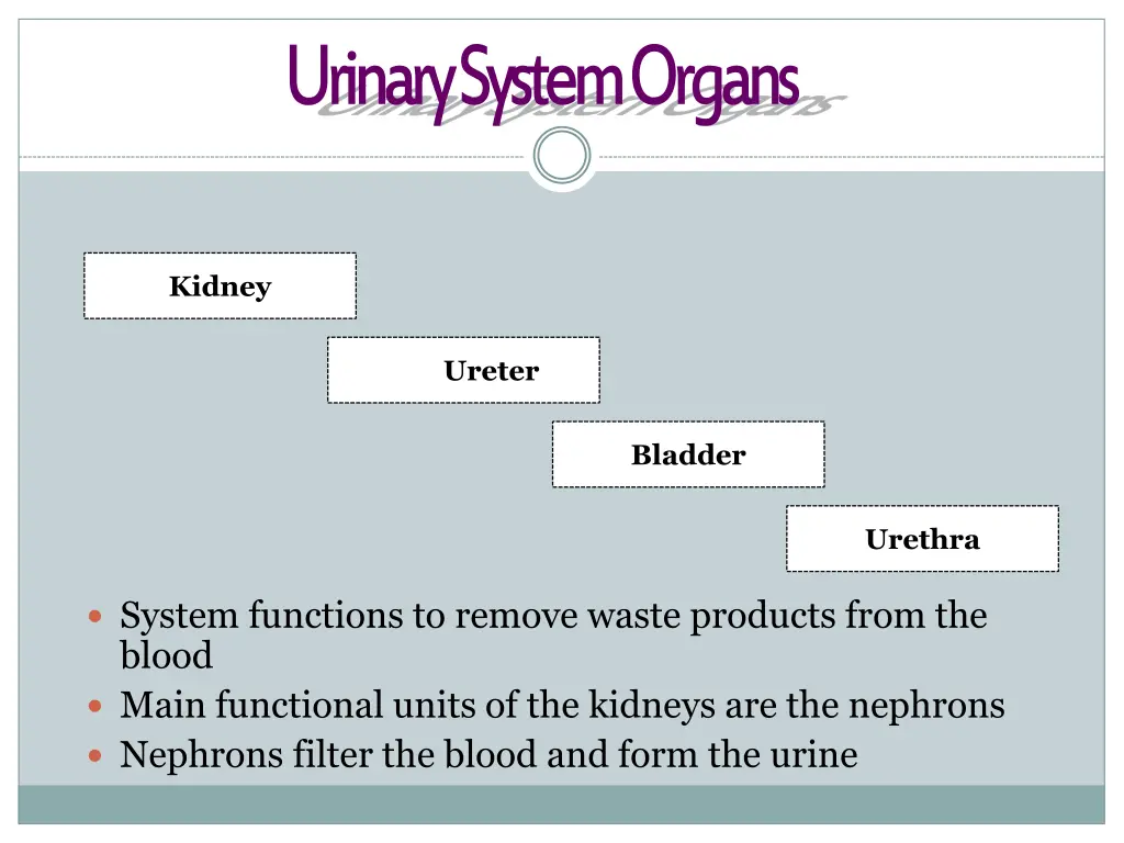 urinary system organs