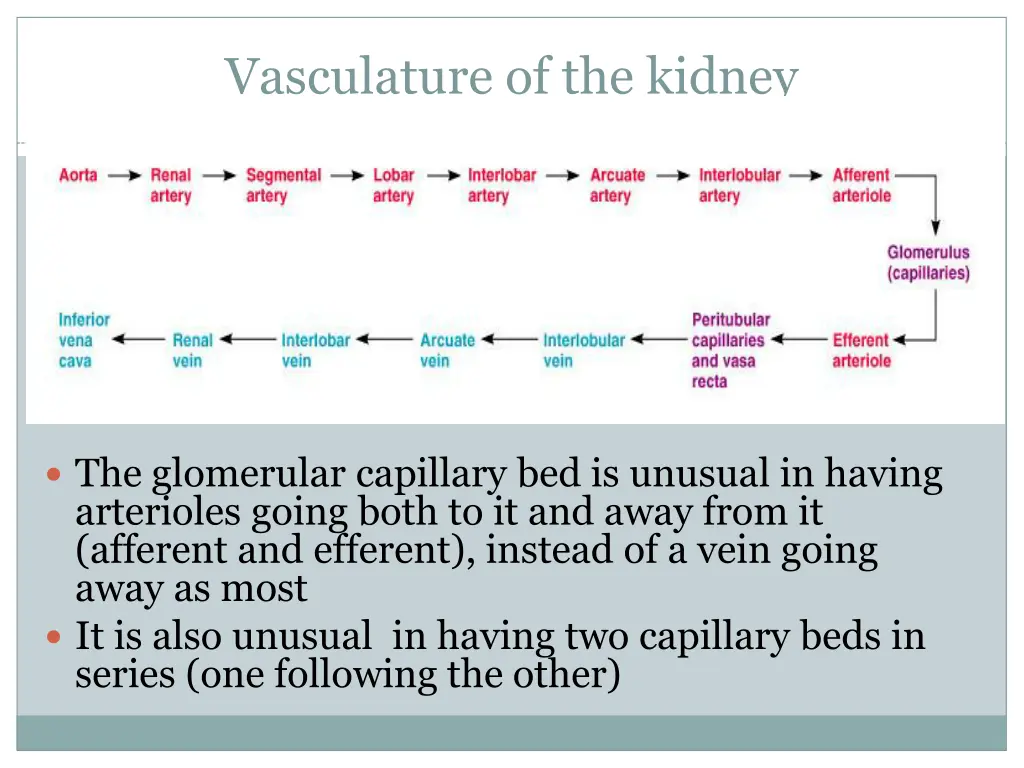 vasculature of the kidney