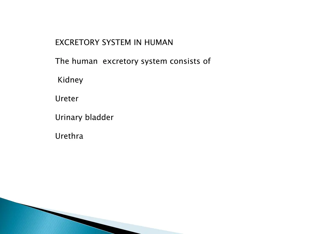 excretory system in human
