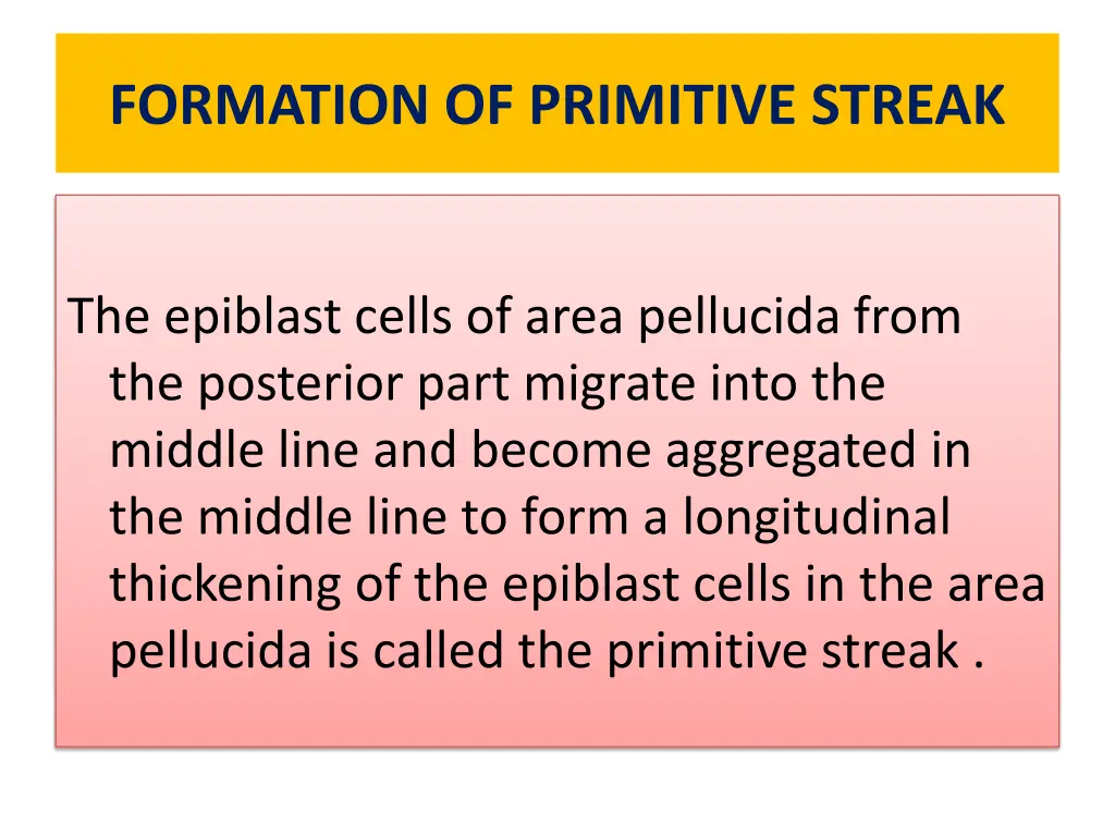 formation of primitive streak