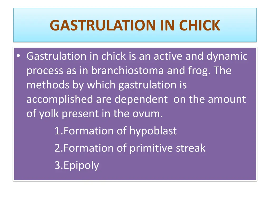 gastrulation in chick
