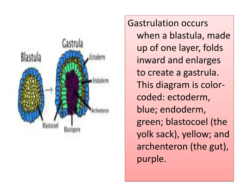 gastrulation occurs when a blastula made