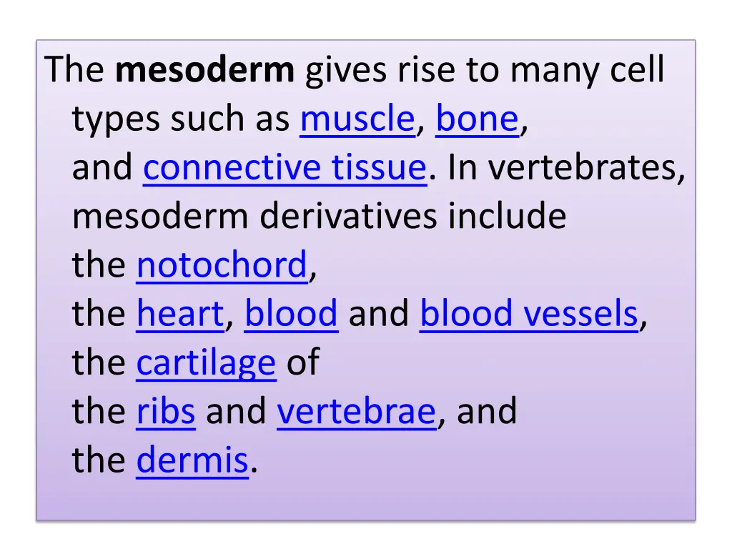 the mesoderm gives rise to many cell types such