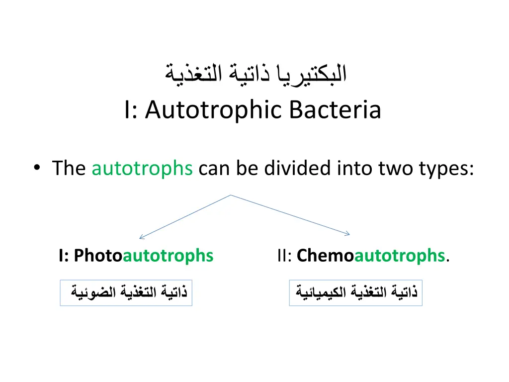 i autotrophic bacteria